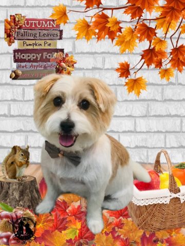 ジャックラッセルテリア