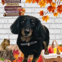 ミニチュアダックス