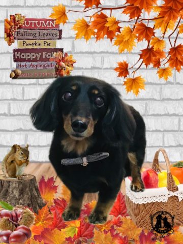 ミニチュアダックス