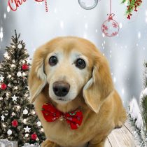 ミニチュアダックス