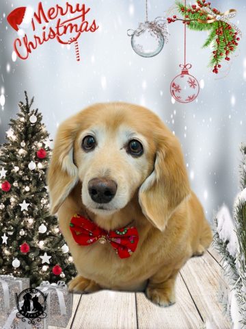 ミニチュアダックス