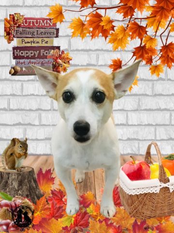 ジャックラッセルテリア