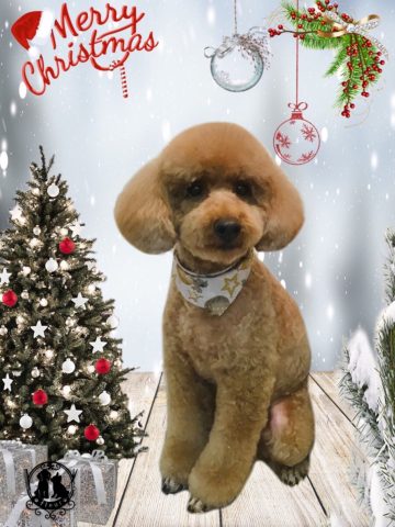 ミニチュアプードル