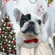 フレンチブルドッグ