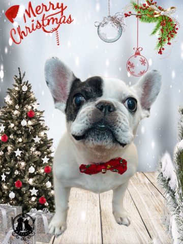 フレンチブルドッグ