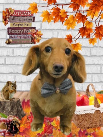 ミニチュアダックス