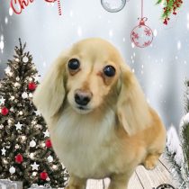 カニンヘンダックス