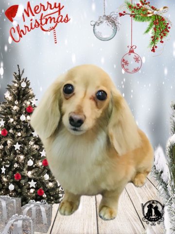 カニンヘンダックス