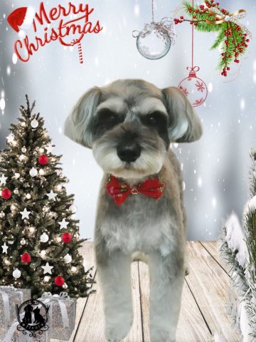 ミニチュアシュナウザー