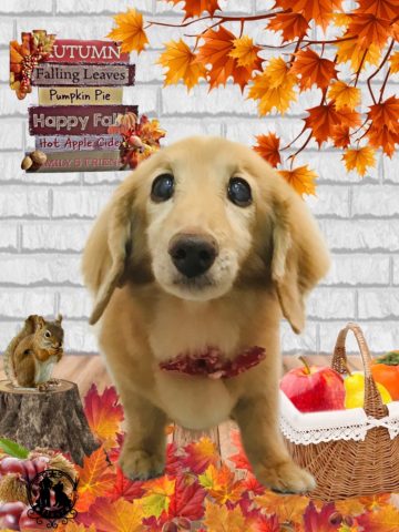 ミニチュアダックス