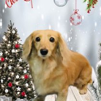 ミニチュアダックス