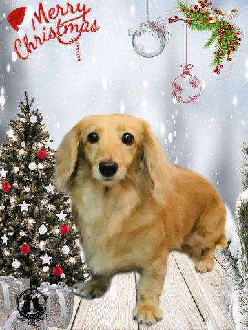 ミニチュアダックス