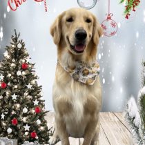 ゴールデンレトリバー