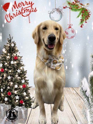 ゴールデンレトリバー