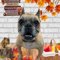 フレンチブルドッグ