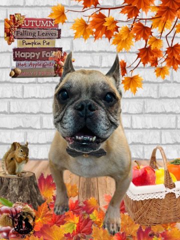 フレンチブルドッグ