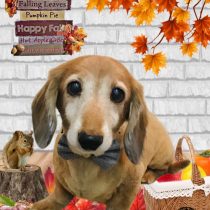 ミニチュアダックス