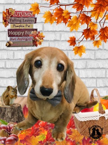 ミニチュアダックス