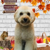 オーストラリアンラブラドゥードル