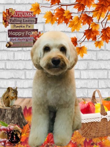 オーストラリアンラブラドゥードル