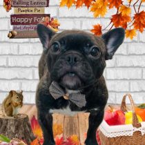 フレンチブルドッグ