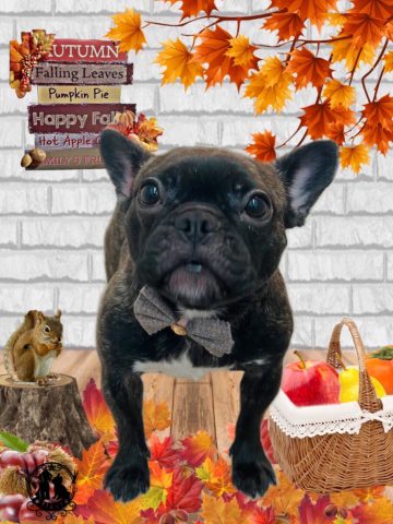 フレンチブルドッグ