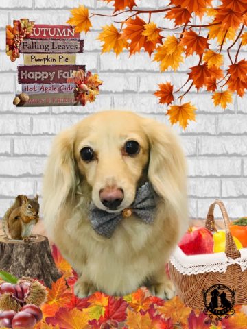 ミニチュアダックス