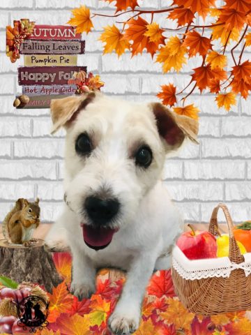 ジャックラッセルテリア