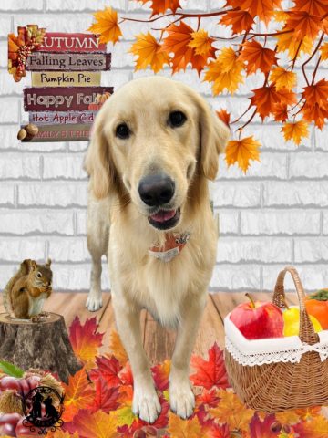 ゴールデンレトリバー