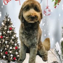 オーストラリアンラブラドゥードル