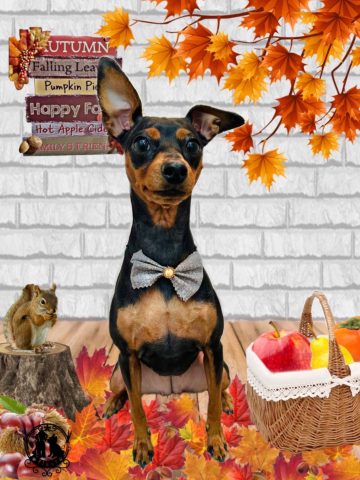 ミニチュアピンシャー