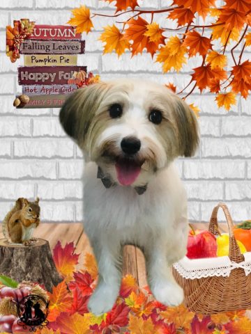 ジャックラッセルテリア