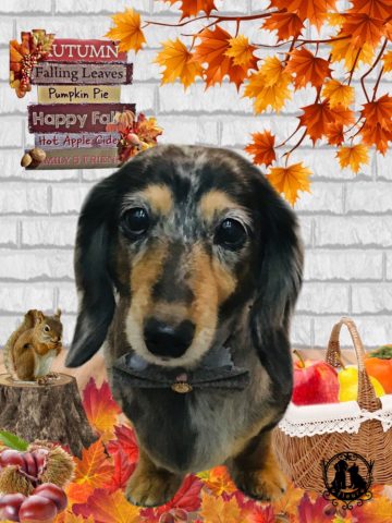 ミニチュアダックス