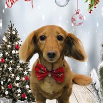 ミニチュアダックス