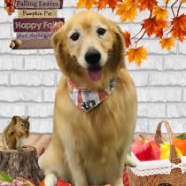 ゴールデンレトリバー