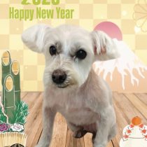 ミニチュアシュナウザー