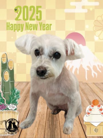 ミニチュアシュナウザー