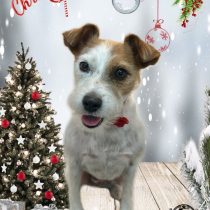 ジャックラッセルテリア