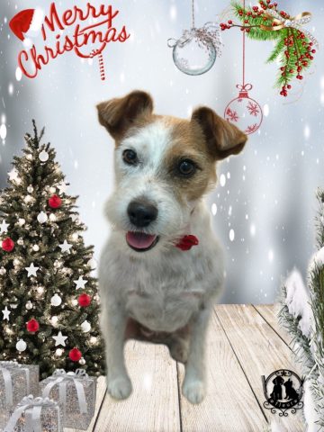 ジャックラッセルテリア