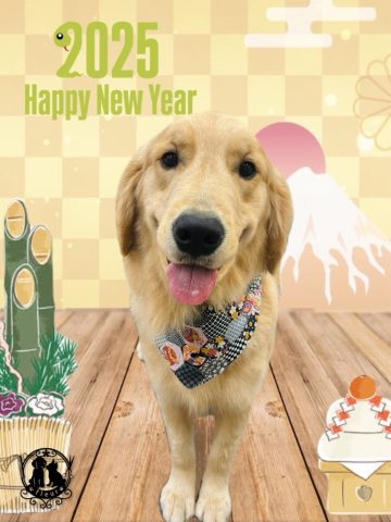 ゴールデンレトリバー