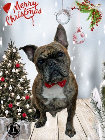 フレンチブルドッグ