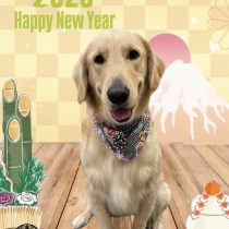 ゴールデンレトリバー