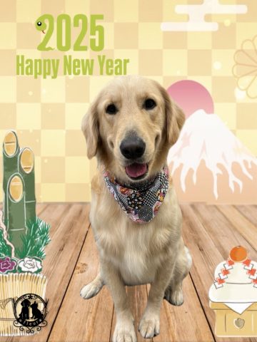 ゴールデンレトリバー