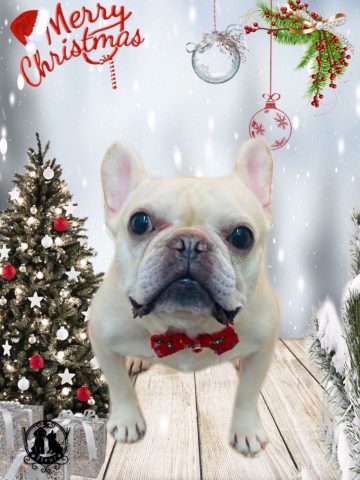 フレンチブルドッグ