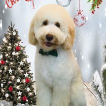 オーストラリアンラブラドゥードル