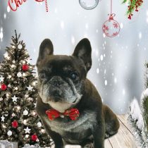 フレンチブルドッグ