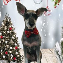 ミニチュアシュナウザー