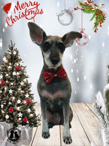 ミニチュアシュナウザー