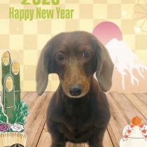 ミニチュアダックス