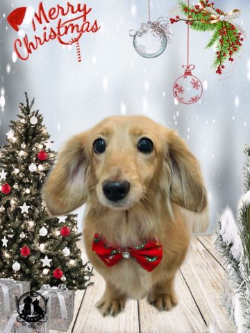 ミニチュアダックス